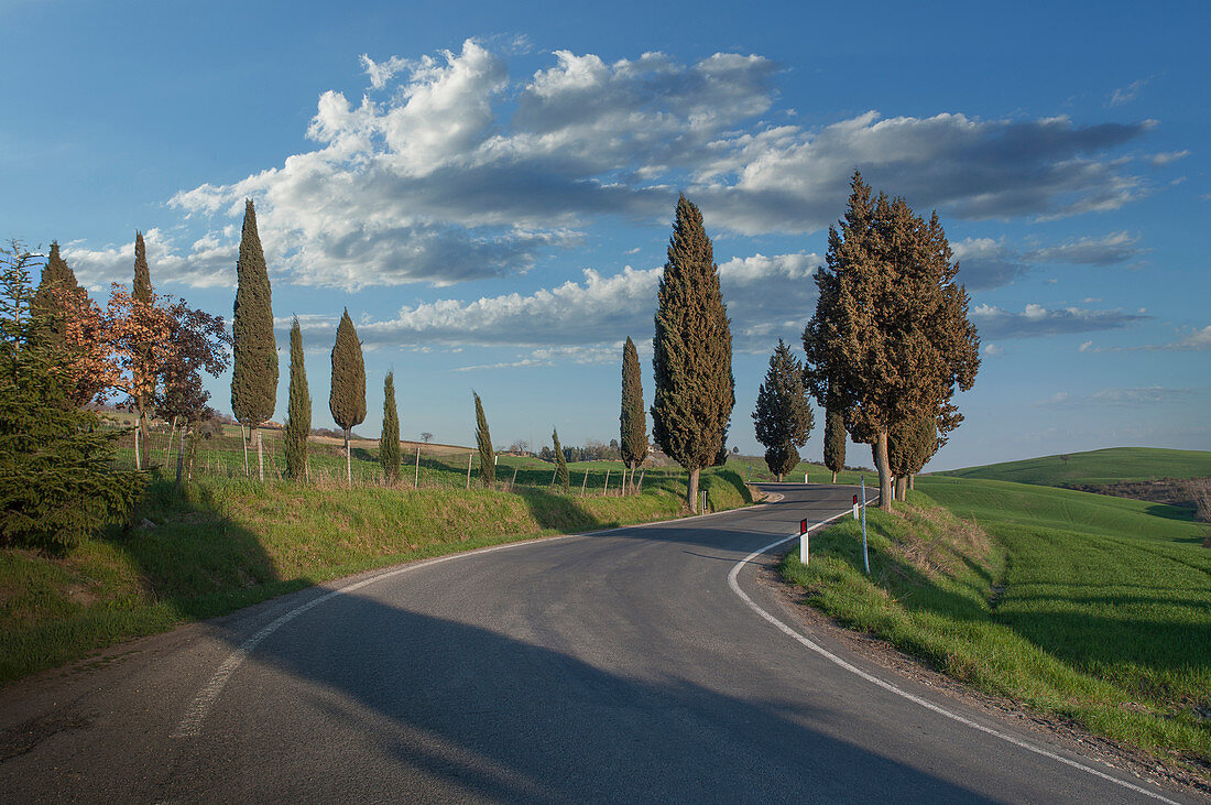 Cypress trees by road in Tuscany, Italy