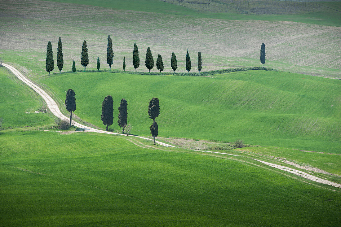 Bäume entlang der Straße in der Toskana, Italien