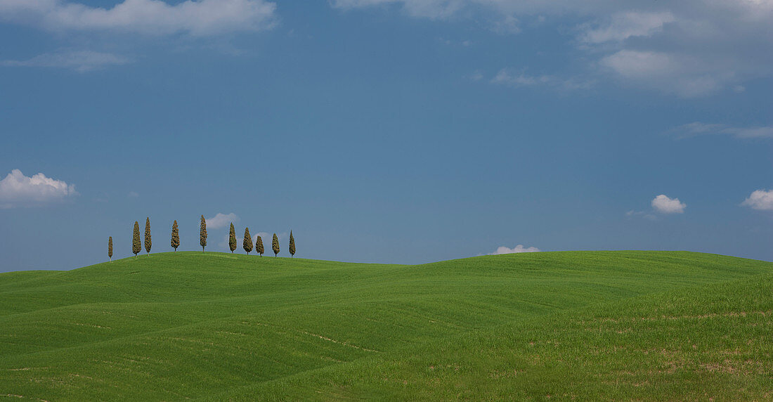 Bäume auf einem Hügel in der Toskana, Italien