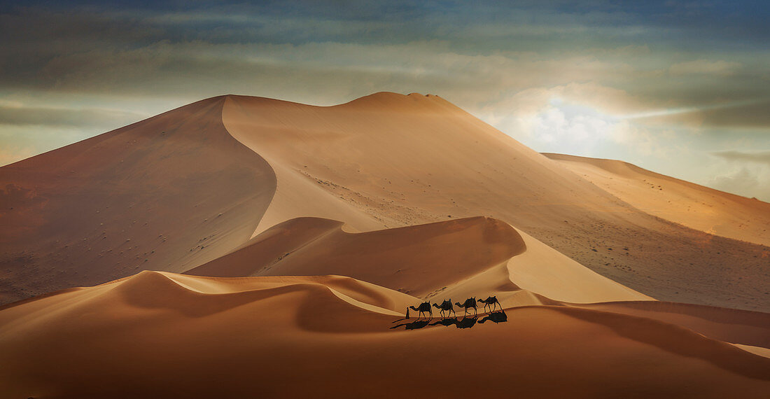 Man with camels in desert in Abu Dhabi, United Arab Emirates