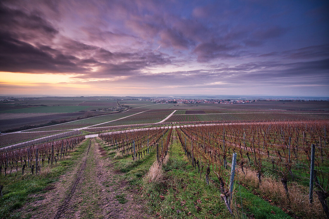 Weinlage Küchenmeister bei Rödelsee, Kitzingen, Unterfranken, Franken, Bayern, Deutschland, Europa