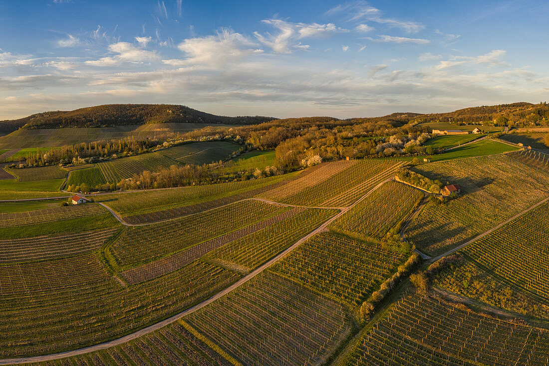 Weinberge bei Reusch im Weinparadies Franken, Neustadt an der Aisch, Mittelfranken, Franken, Bayern, Deutschland, Europa