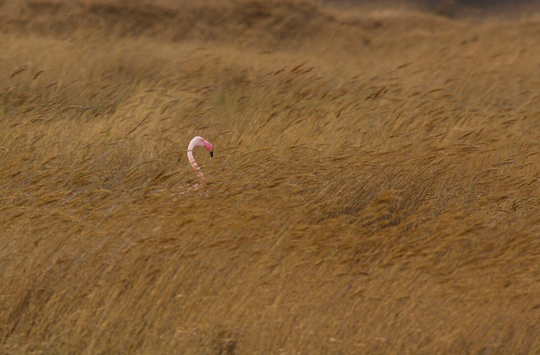 France, Bouches du Rhone, Camargue Regional Nature Park, Saintes Maries de la Mer, marshes, flamingo