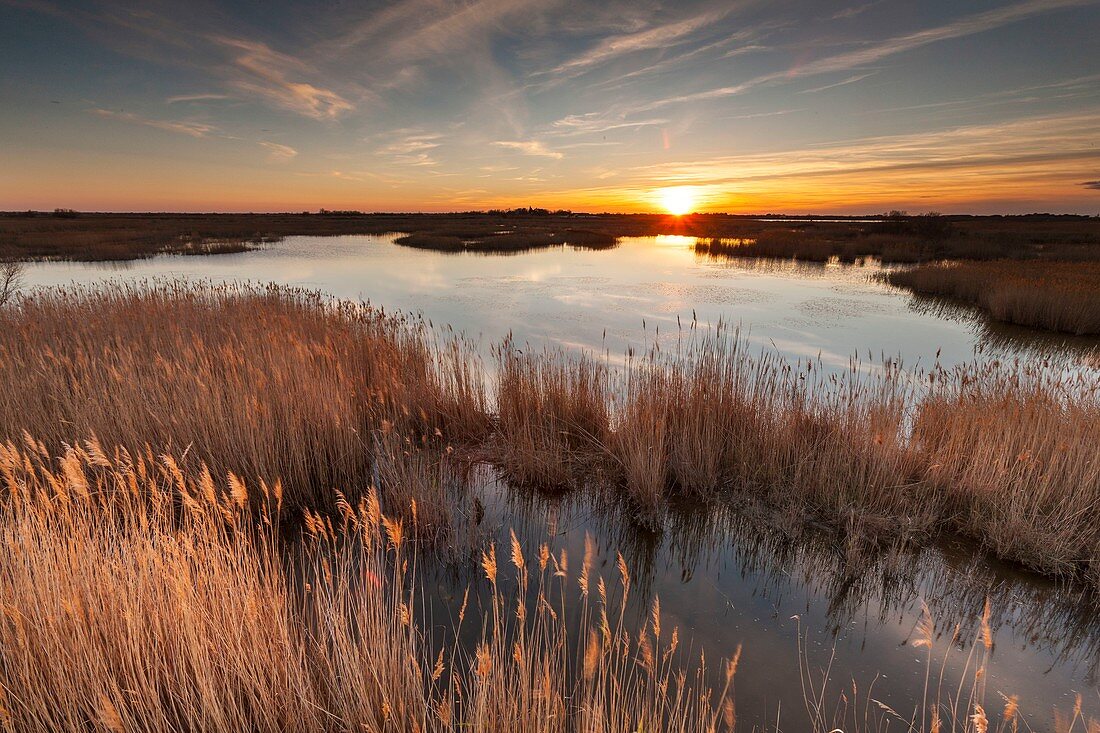 Frankreich, Bouches-du-Rhône, Regionaler Naturpark Camargue, Saintes-Maries-de-la-Mer, Sümpfe