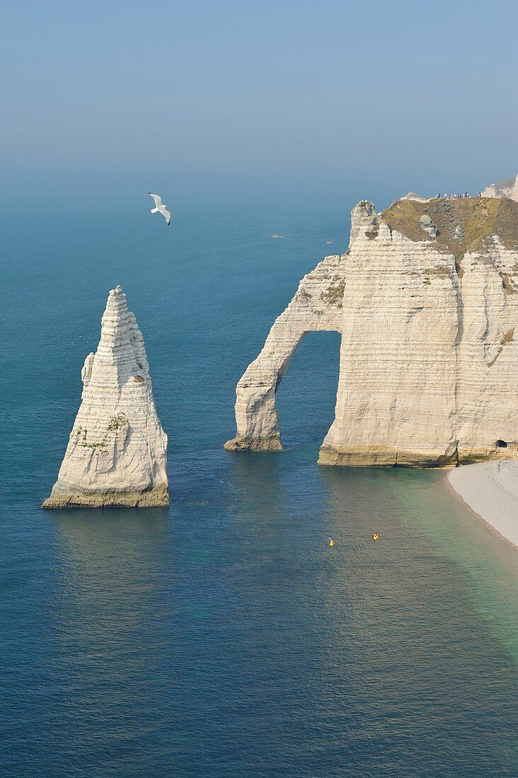 France, Seine Maritime, Etretat, Cliff of Aval and the Aiguille Creuse overflown by a herring gull