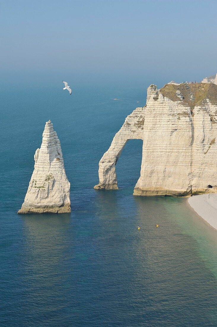 Frankreich, Seine-Maritime, Etretat, Aval-Klippe und die Aiguille Creuse, überflogen von einer Silbermöwe