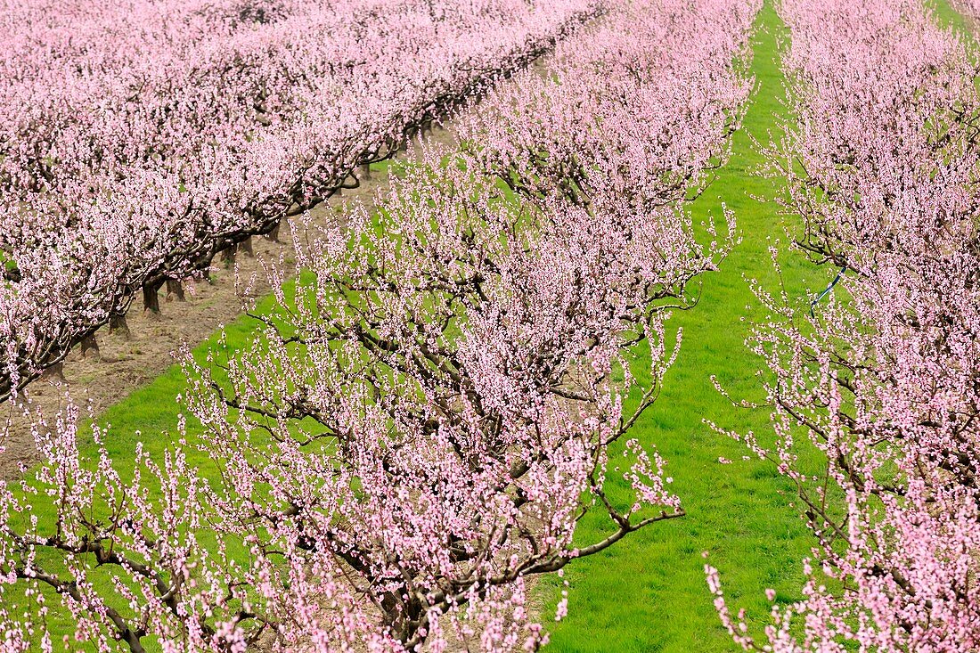 France, Drome, Loriol sur Drome, peach trees