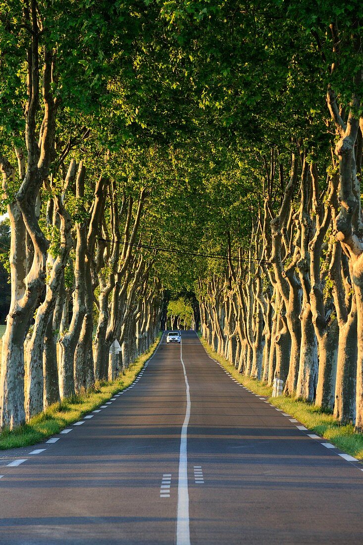 France, Bouches du Rhone, Pays d'Aix, Rognes, road lined with plane trees