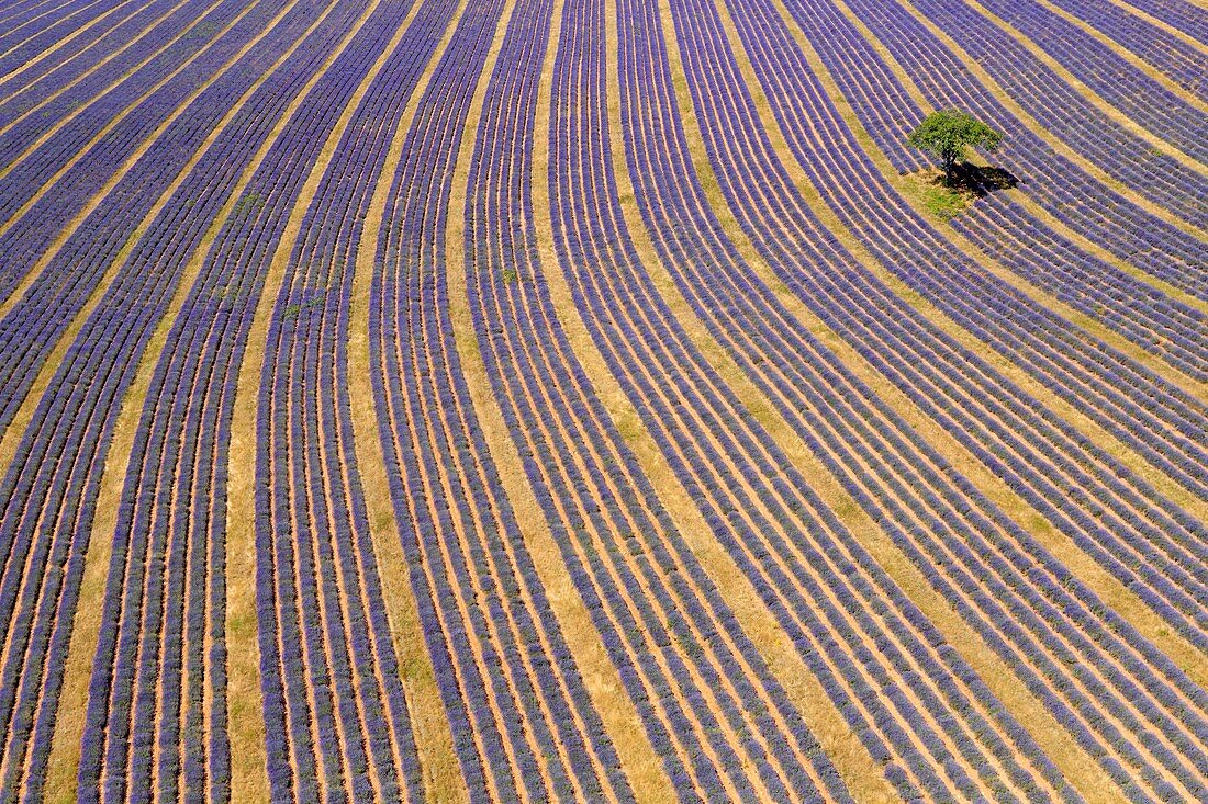 France, Vaucluse, Albion plateau, Saint Christol, lavender field (aerial view)