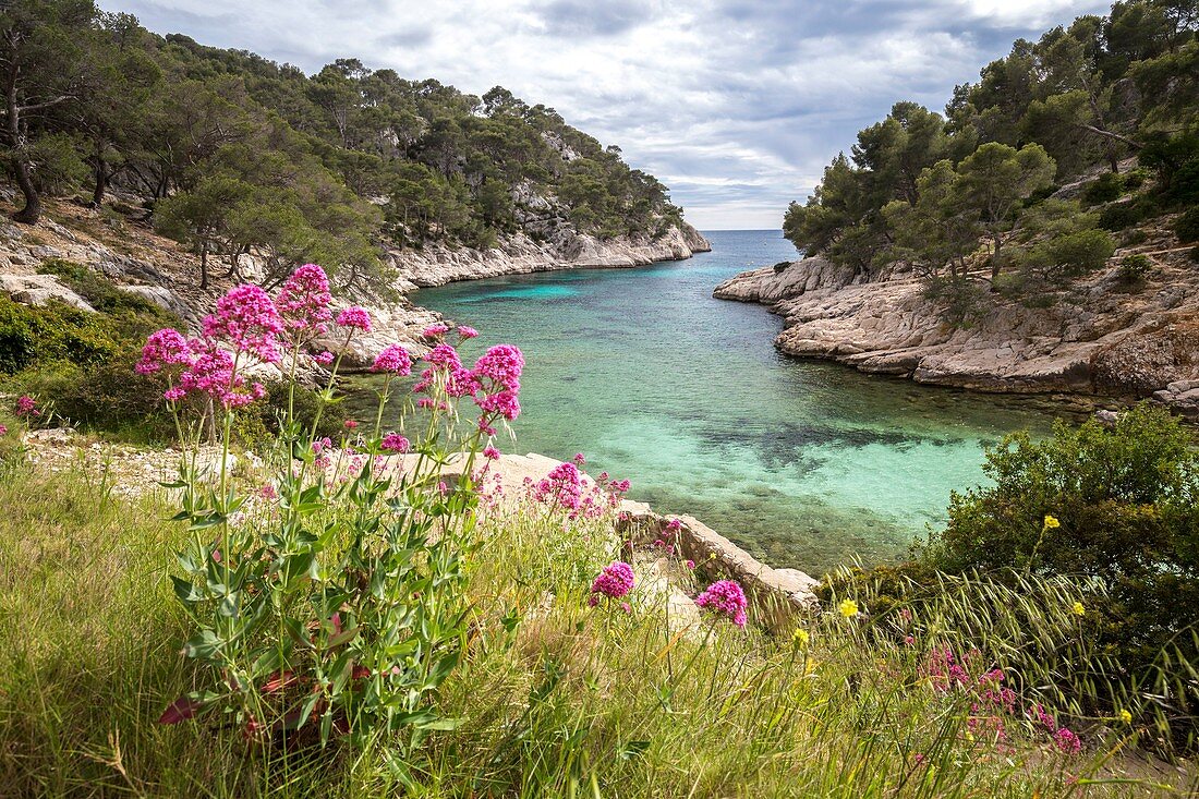 France, Bouches-du-Rhône, Cassis, National park of Calanques, creek of Port Pin