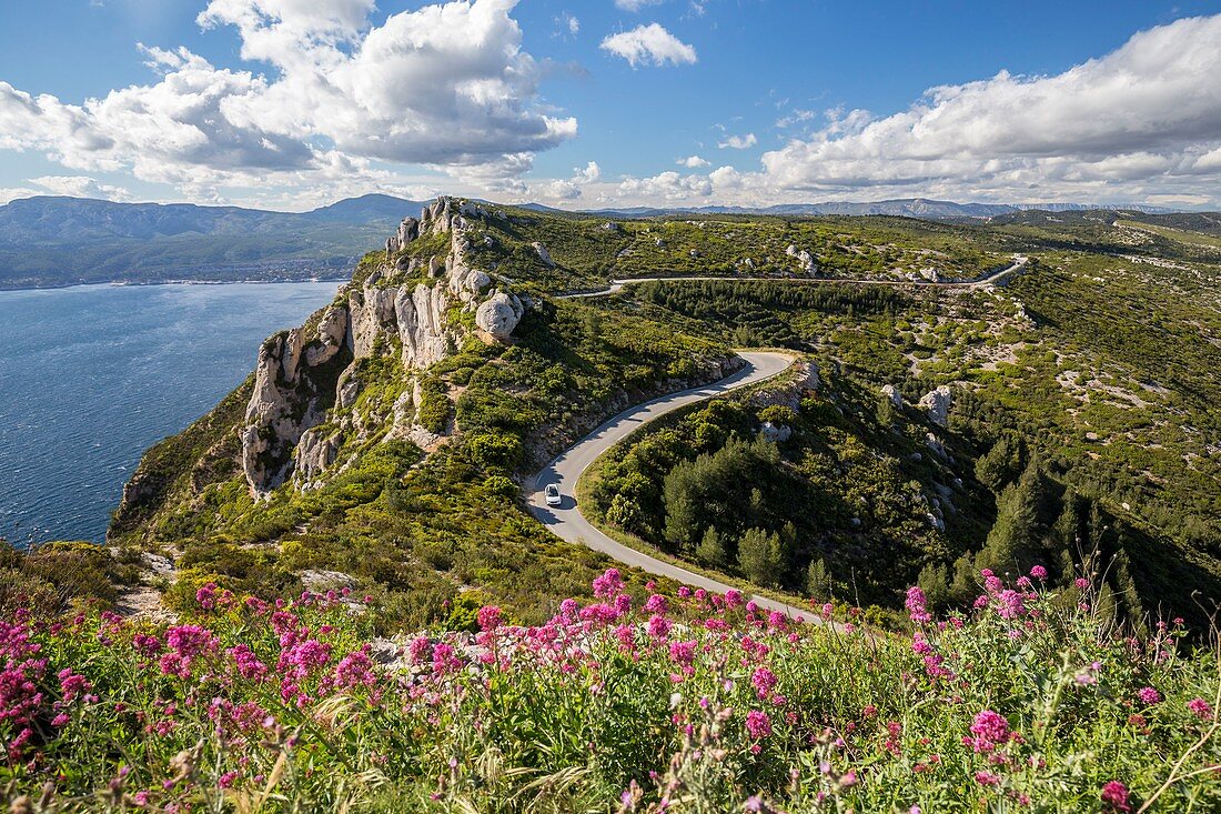 France, Bouches-du-Rhône, National park of Calanques, Cassis, the road of the Crete on the cliffs of the Cap Canaille