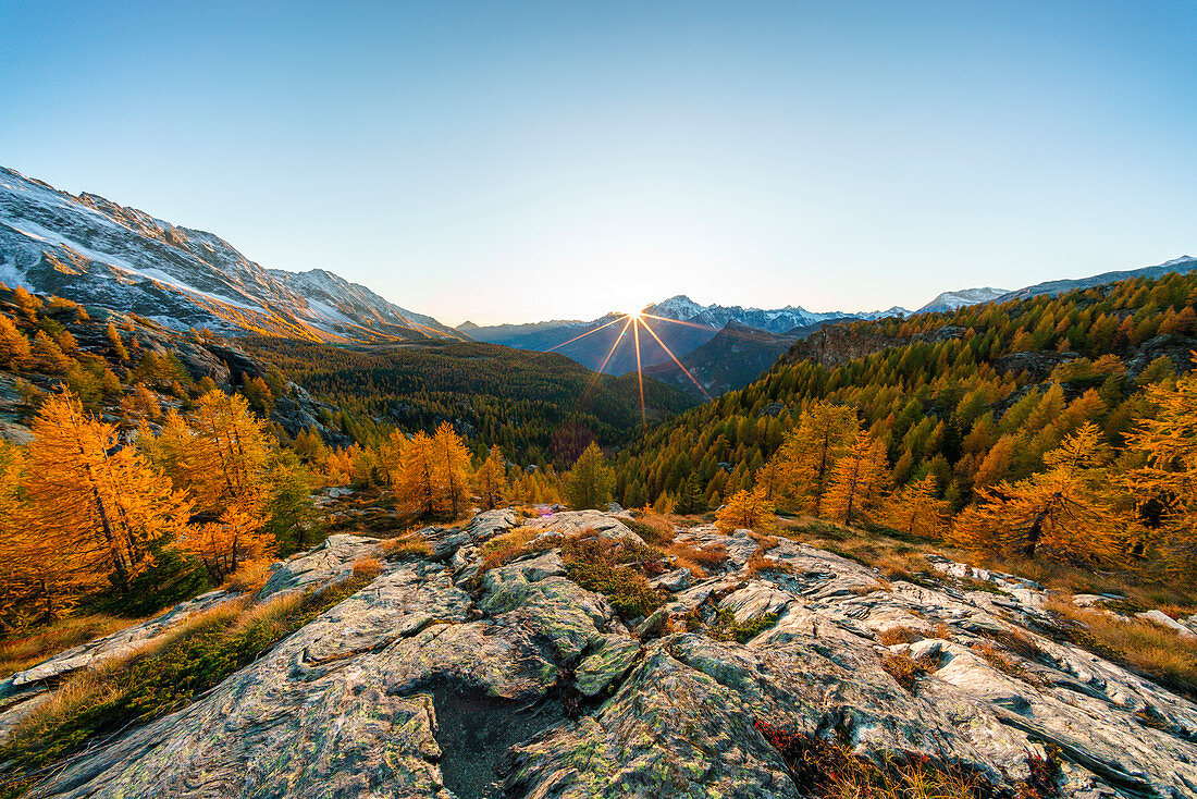 Red larches at sunset with Mount Disgrazia in the background,  Malenco Valley,  Valtellina, Sondrio, Lombardy, Italy