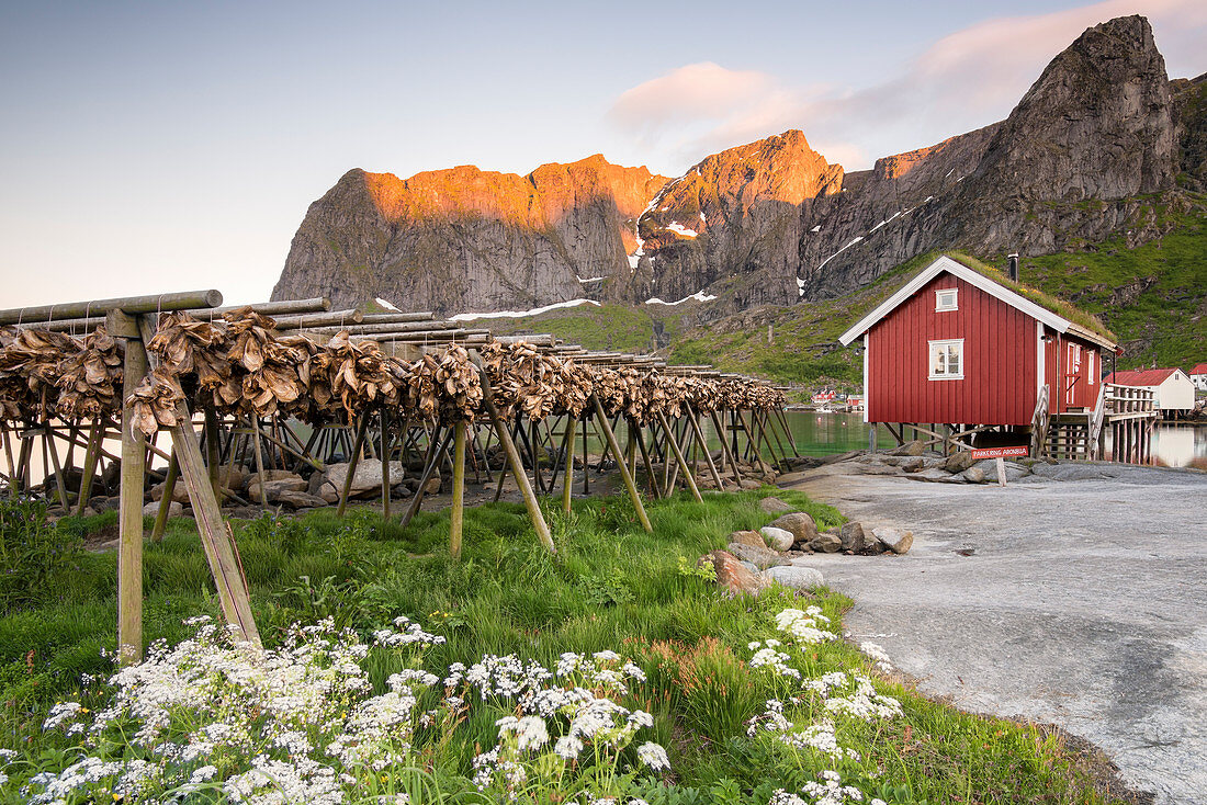 Getrockneter Fisch und typisches Fischerhaus während der Mitternachtssonne, Reine, Provinz Nordland, Lofoten-Inseln, Nordnorwegen, Europa