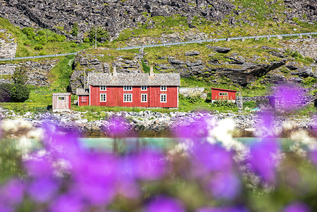 Bloom of flowers and typical houses, Vaeroy Island, Nordland county, Lofoten Islands, Norway, Europe