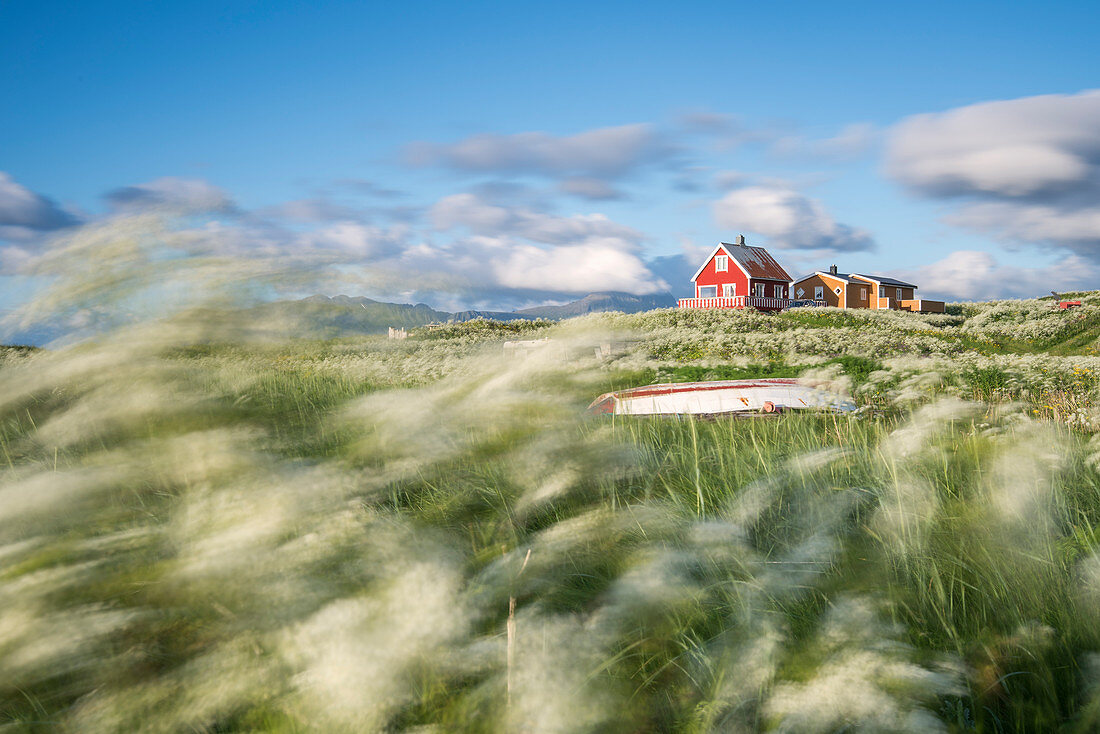 Der Wind bewegt die Blumen vor einem typischen Fischerhaus, Eggum, Unstad, Vestvagøy, Lofoten, Norwegen, Europa