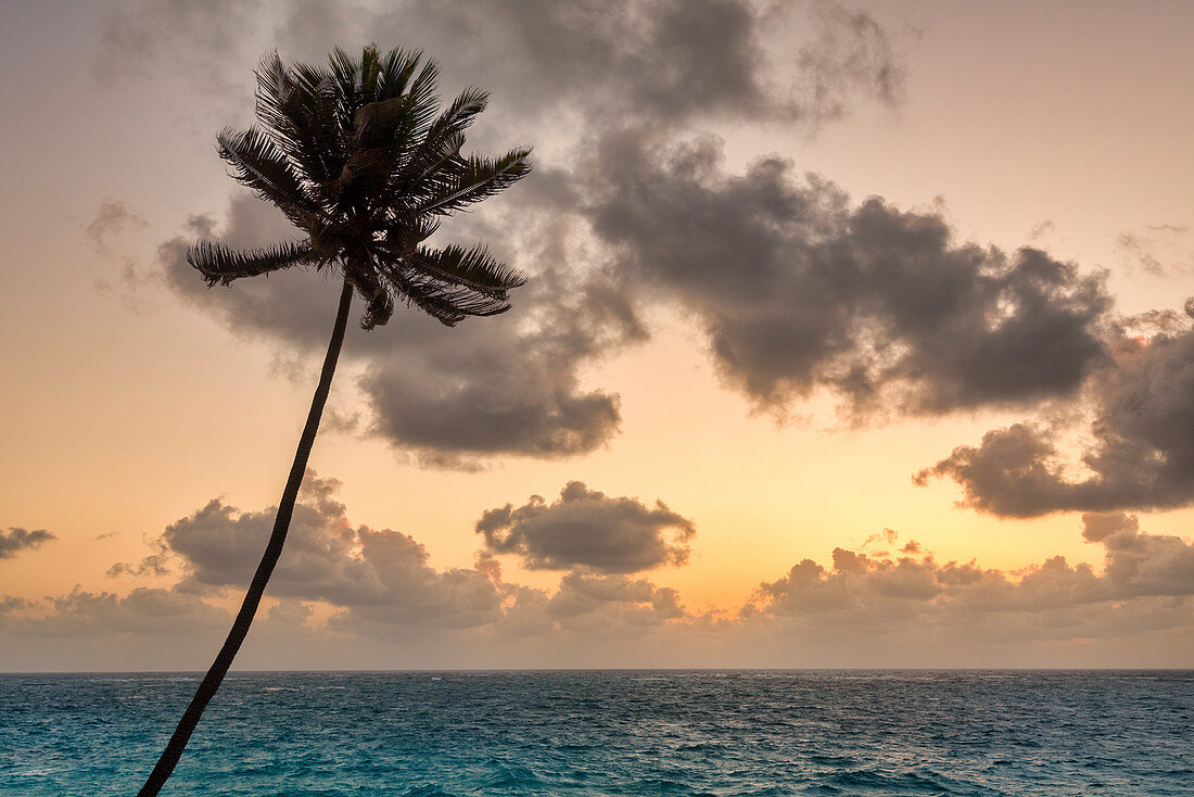 Tall palm tree and sea during sunrise, Bottom Bay, Barbados Island, Lesser Antilles, West Indies, Caribbean region