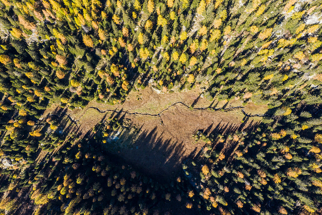 Luftaufnahme vom Wald im Herbst, Valmalenco, Provinz Sondrio, Valtellina, Lombardei, Italien, Europa