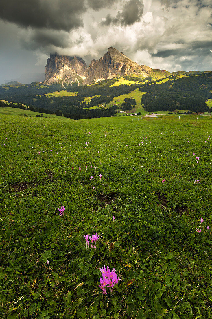 Sommerkrokus, Alpe di Siusi (Seiser Alm), Langkofel- und Plattkofel-Dolomiten, Südtirol, Provinz Bozen, Trentino Südtirol, Italien, Europa