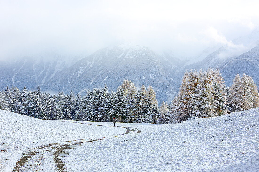 Walk in the Lärchenwiesen landscape protection area with the first snow, late autumn on the Mieminger Plateau, Tyrol