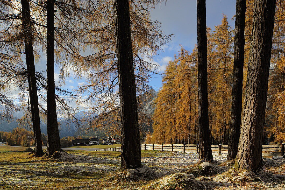 Lärchenwiesen landscape protection area in the first snow, late autumn on the Mieminger Plateau, Tyrol