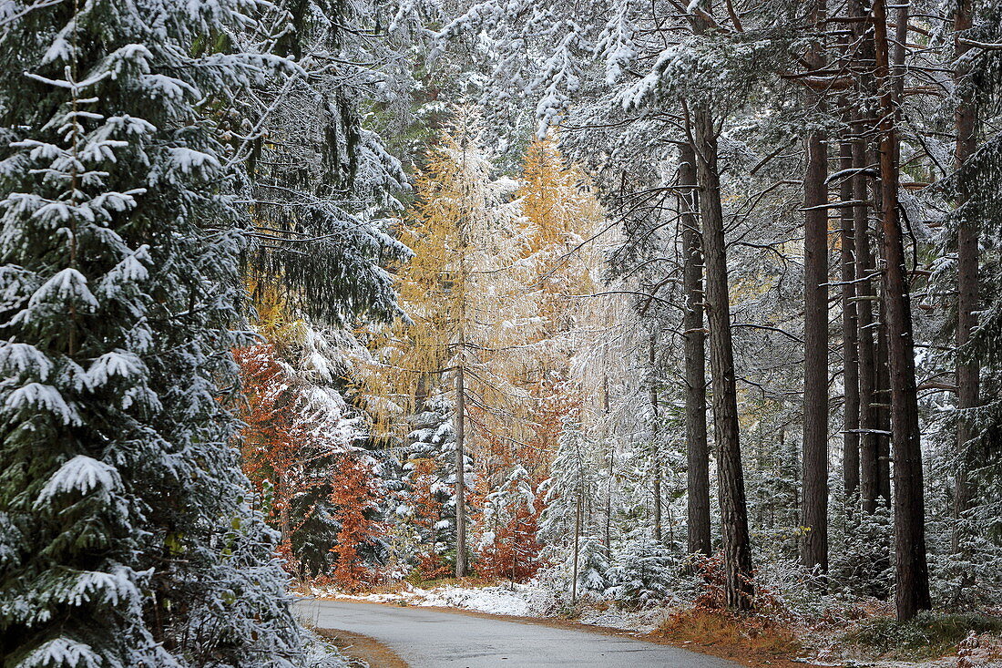 Late autumn on the Mieminger Plateau, Tyrol