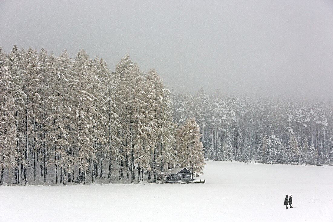 Landschaftschutzgebiet Lärchenwiesen im ersten Schnee, bei Arzkasten, Tirol, Österreich