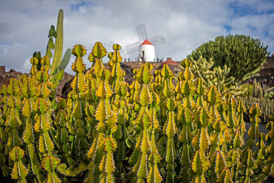 Guatiza, Provinz Las Palmas, Lanzarote, Kanarische Inseln, Spanien, Europa, Nahaufnahme von einem Kaktus, Windmühle im Hintergrund