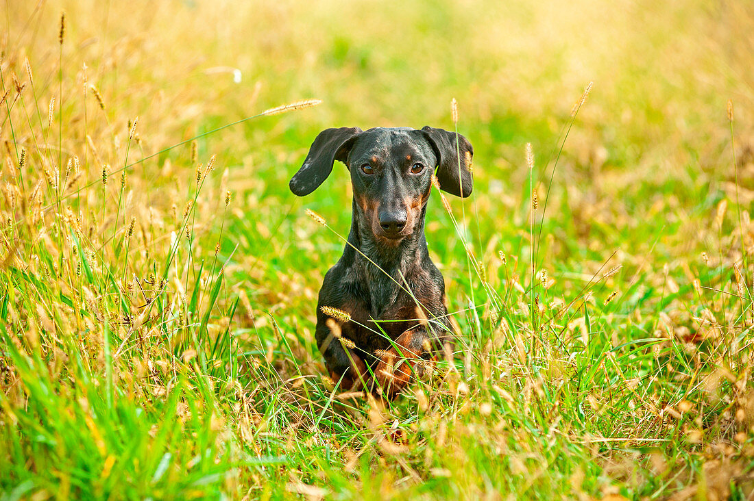 Milano province, Lombardy, Italy, Europe. Harlequin dachshund is running in the tall grass