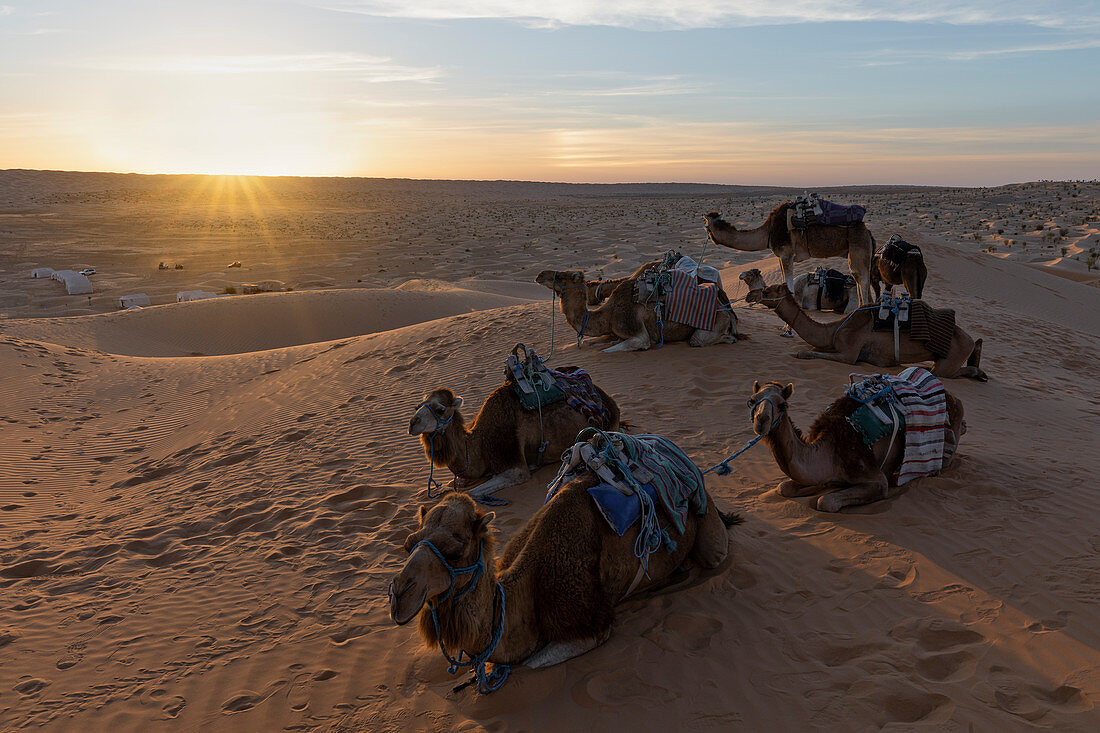 Sonnenuntergang mit Dromedar um das Dorf Camp Mars, Sahara, Tunesien, Nordafrika