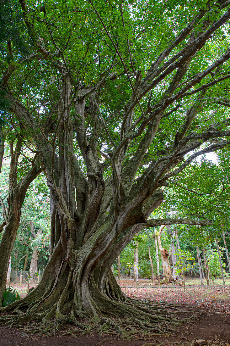 Alter Baum im Winter im Botanischen Garten von Sir Seewoosagur Ramgoolam, Mauritius, Afrika