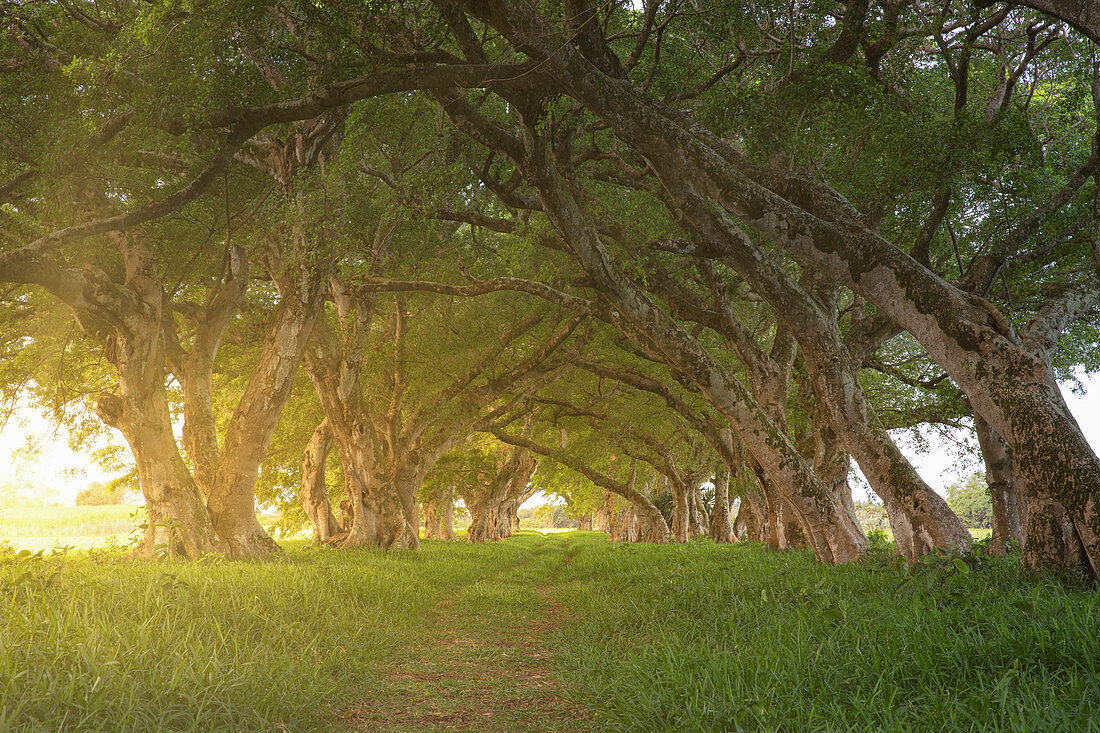 a golden hour in the forest in winter day around Mahebourg, Grand Port distric Riviere du Cap, Mauritius, Indian Ocean, Africa