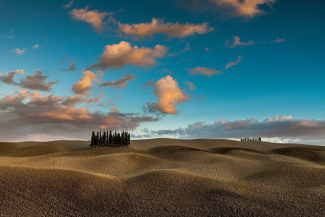 Italien, Toskana, Val d'Orcia UNESCO-Weltkulturerbe, Zypresse