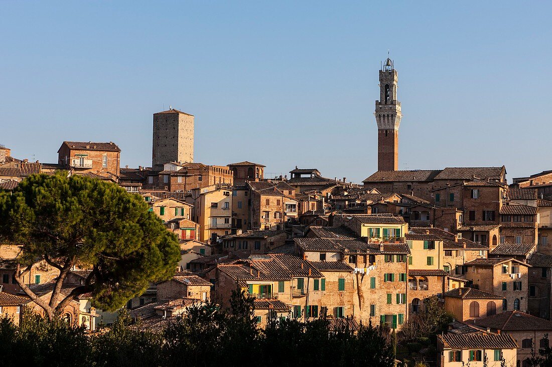 Italy, Tuscany, Sienna, historical centre listed as World Heritage by UNESCO, Torre del Mangia