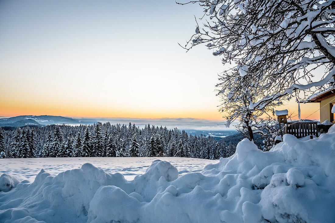 Verschneite Winterlandschaft mit Nadelwald bei Sonnenaufgang, Himmelberg, Kärnten, Österreich