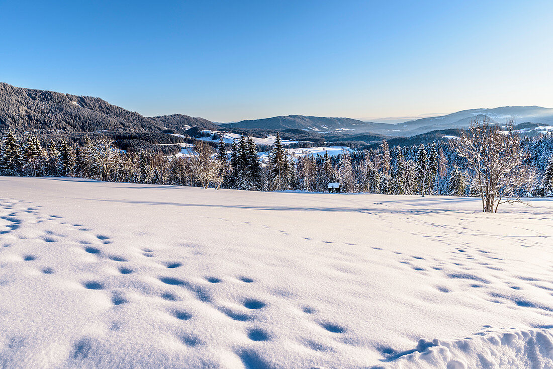 Verschneite Winterlandschaft mit Nadelwald bei Sonnenaufgang, Himmelberg, Kärnten, Österreich