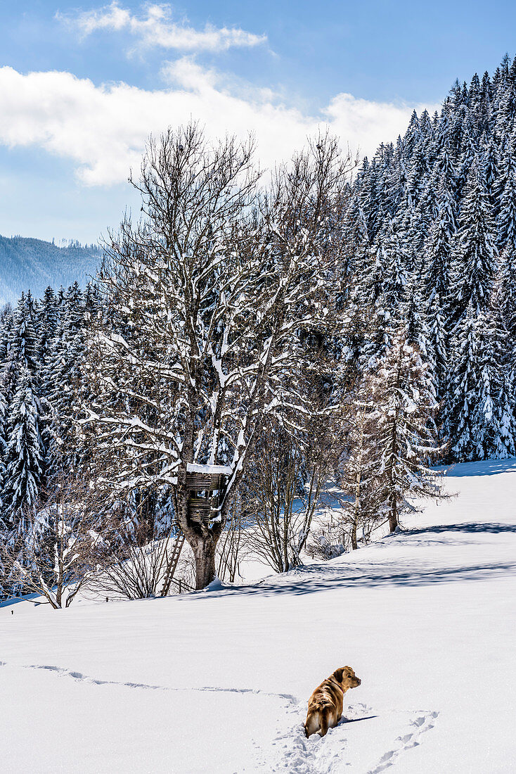 Dog in snowy winter landscape with coniferous forest, Himmelberg, Carinthia, Austria