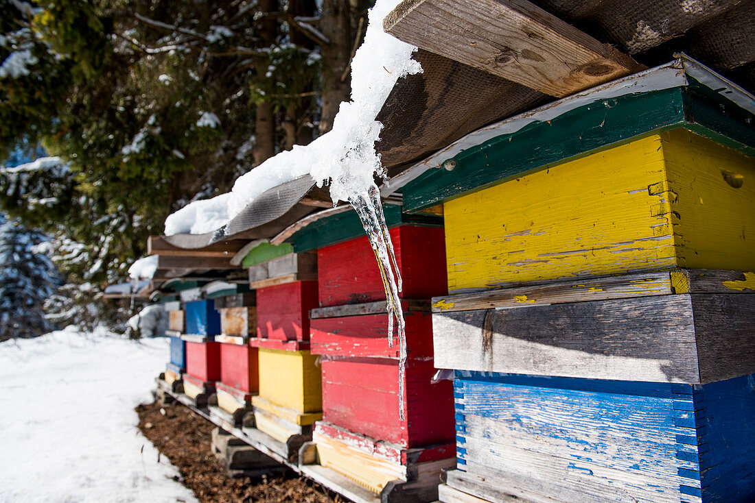 Beehives in snowy winter landscape with coniferous forest, Himmelberg, Carinthia, Austria