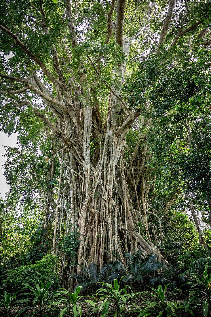 Banyan tree, Vanuatu, South Pacific, Oceania