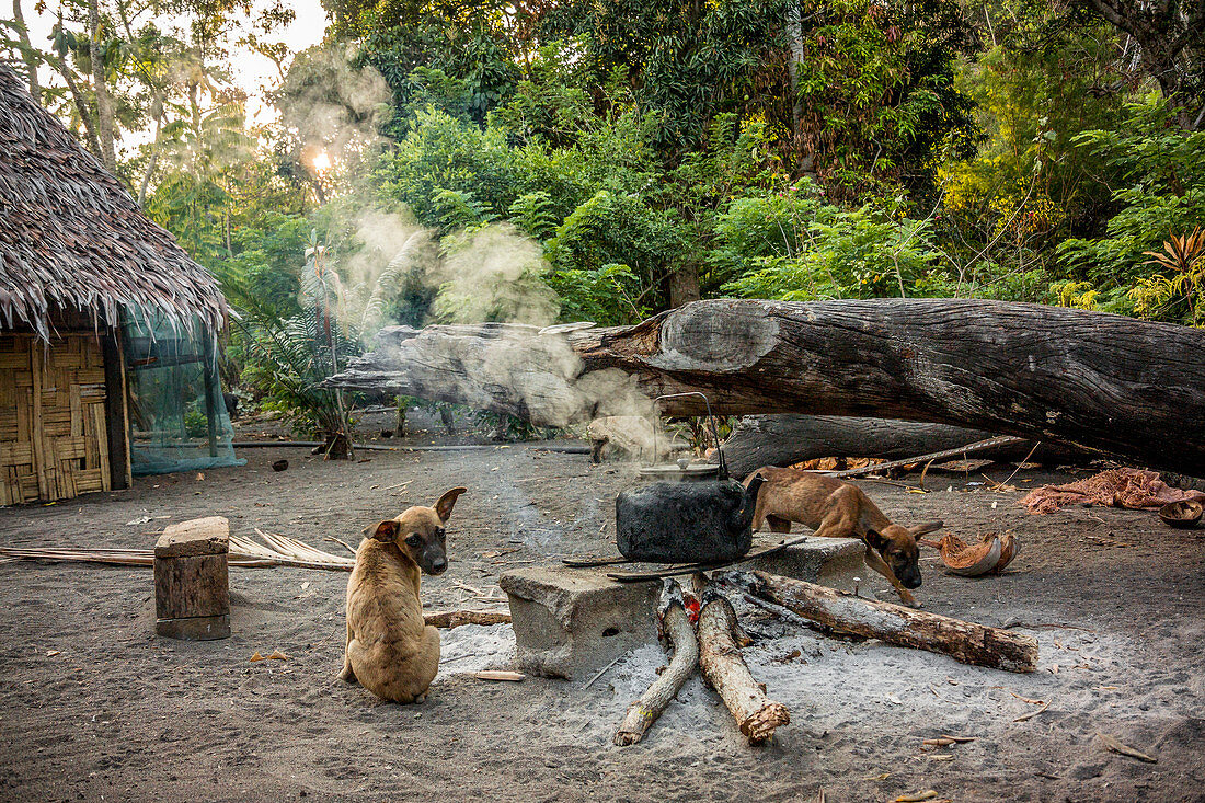 Dogs at fire pit on Malekula, Vanuatu, South Pacific, Oceania