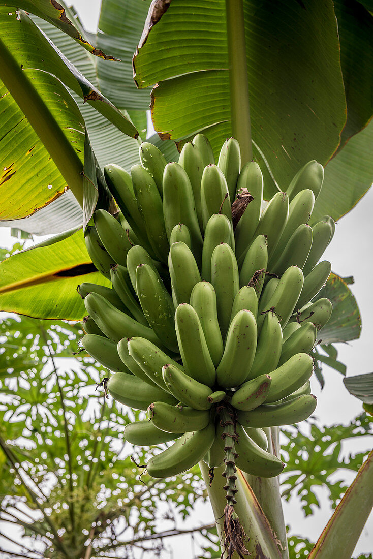 Plantains on the tree, Efate, Vanuatu, South Pacific, Oceania
