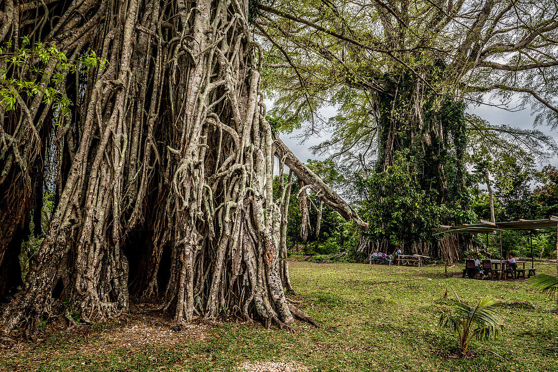 Die Wurzeln eines Banyan Baums, Efate, Vanuatu, Südsee, Ozeanien