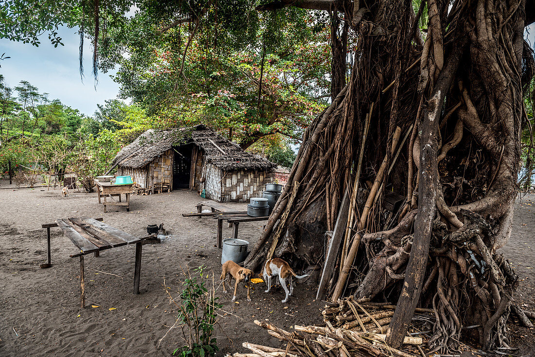 Küche unter Banyan Baum auf Malekula, Vanuatu, Südsee, Ozeanien