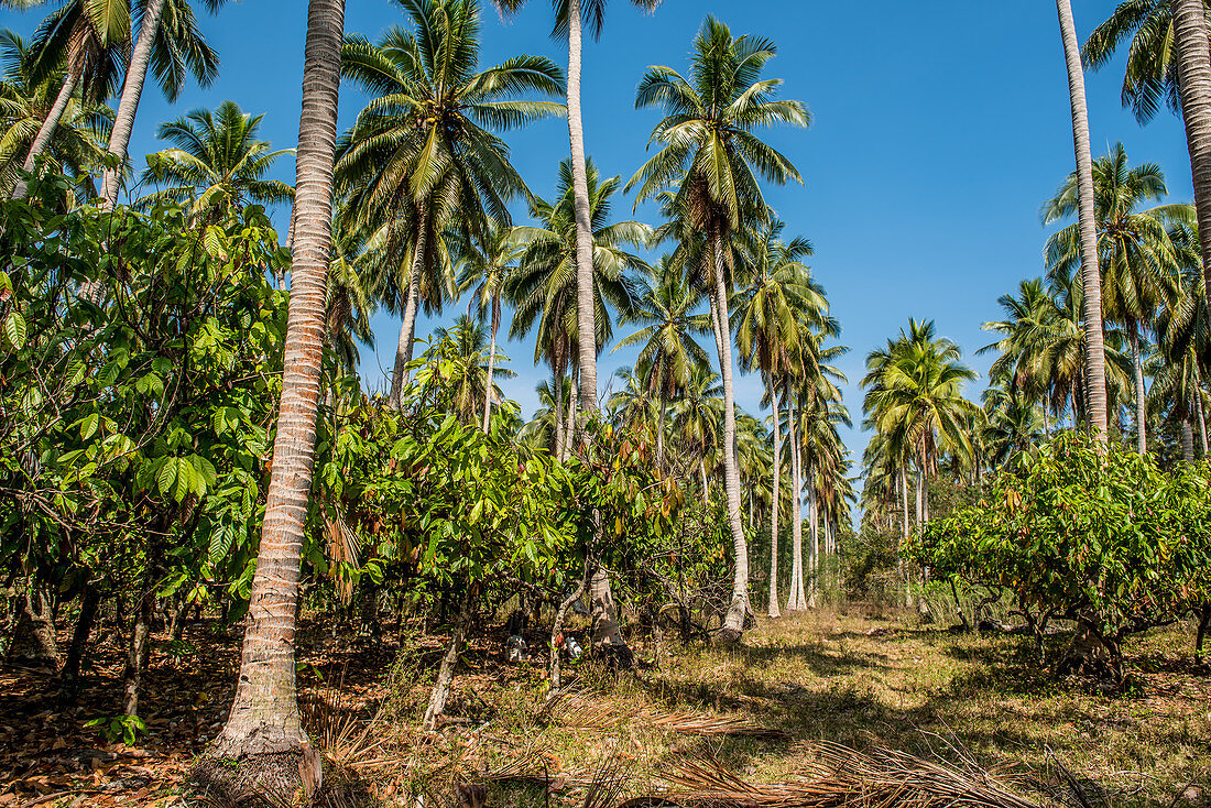 Production of copra, malekula, vanuatu, south sea, oceania