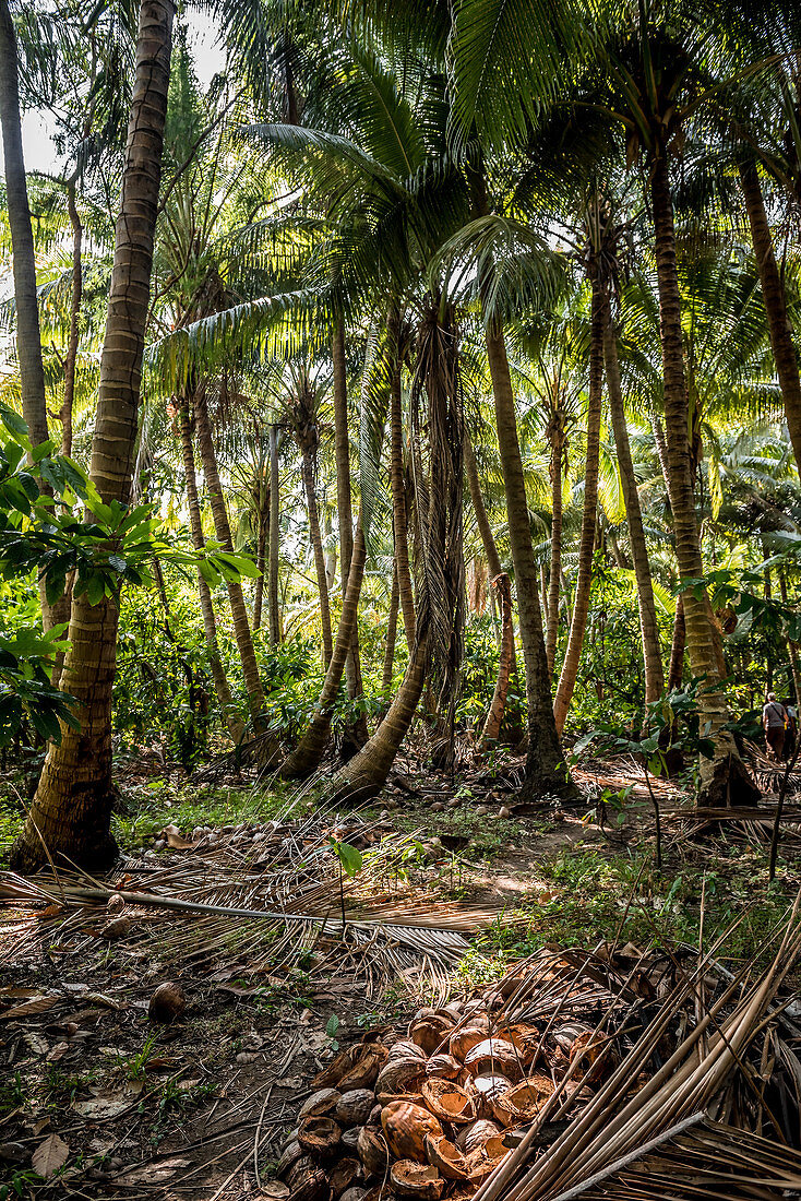 Kopra Plantage auf Malekula, Vanuatu, Südsee, Ozeanien