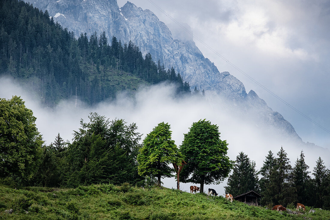 Blick auf eine Bergalm, im Hintergrund die Zugspitze, Grainau, Bayern, Deutschland, Europa