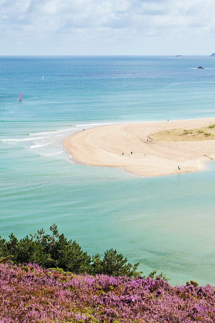 Bucht Sable d Or bei Erquy während der Heideblühte und Flut. Zwischen Cap Frehel und Cap Erquy gelegen. Bretagne, Frankreich.