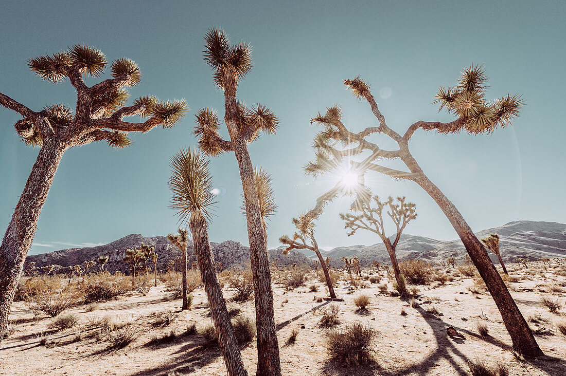 Josuabäume im Joshua Tree National Park, Joshua Tree, Los Angeles, Kalifornien, USA, Nordamerika