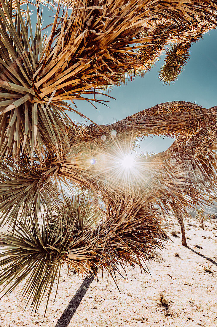 Sonne scheint durch Josuabaum im Joshua Tree National Park, Joshua Tree, Los Angeles, Kalifornien, USA, Nordamerika