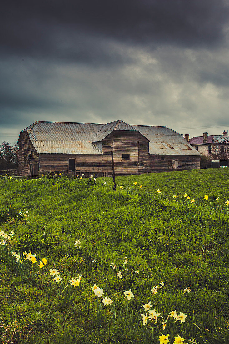 Historic Barn with daffodils near Liffey, Tasmania