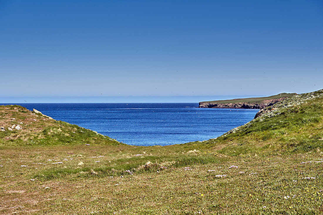 Blühende Landschaft auf Grímsey, Island